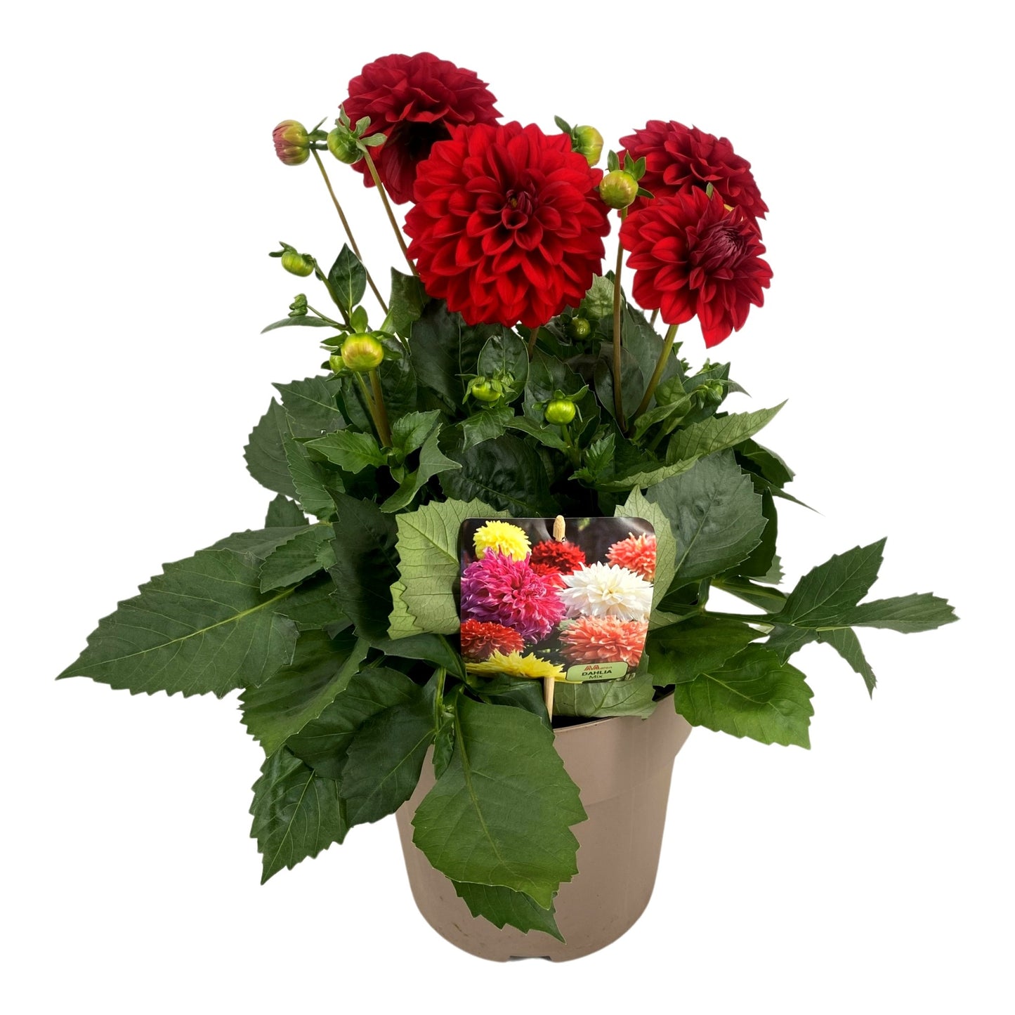 Dahlia Dalina Maxi Topia 55cm 23cm Pot