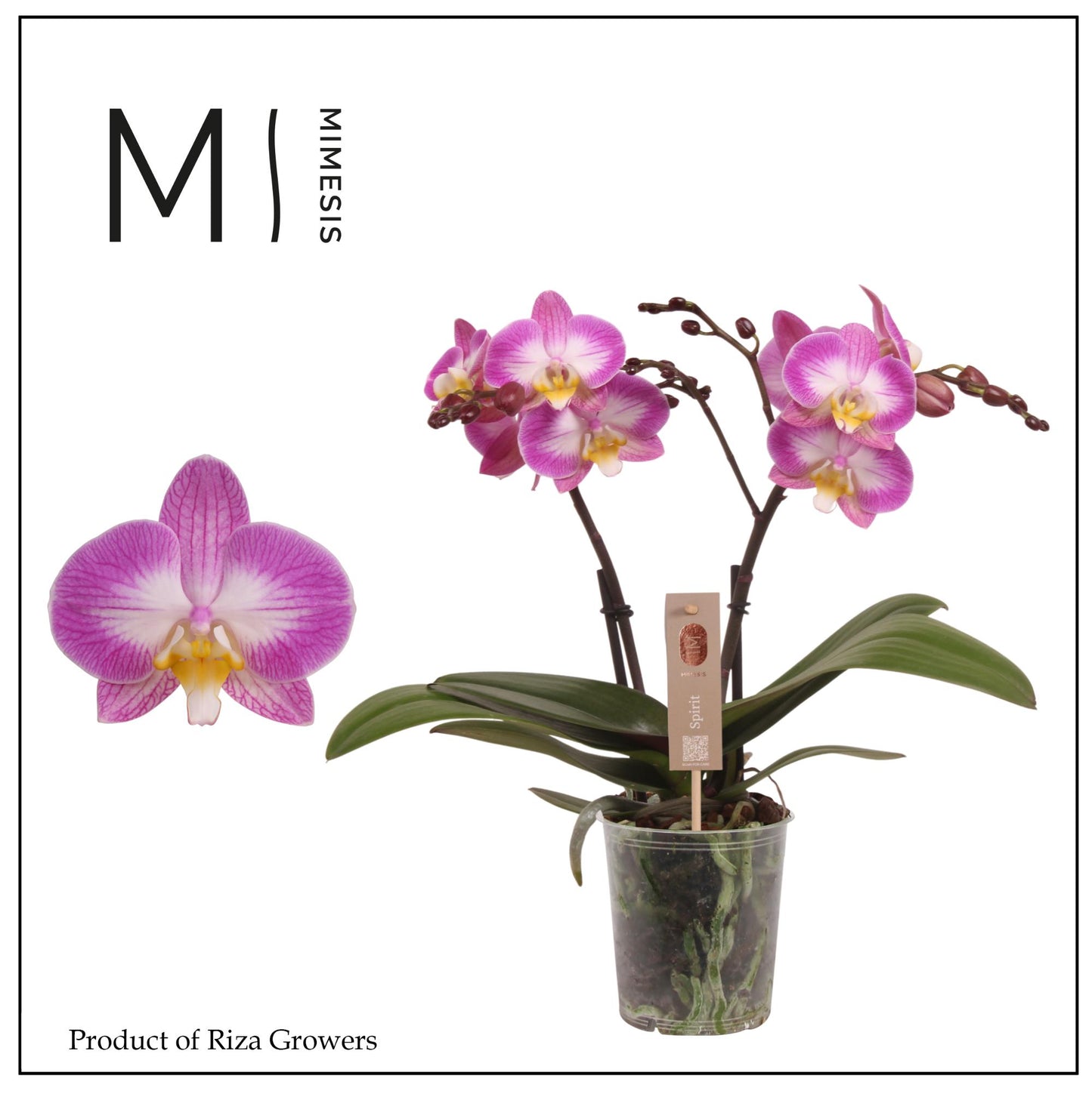 Phalaenopsis Spirit Pink 45cm 12cm Pot