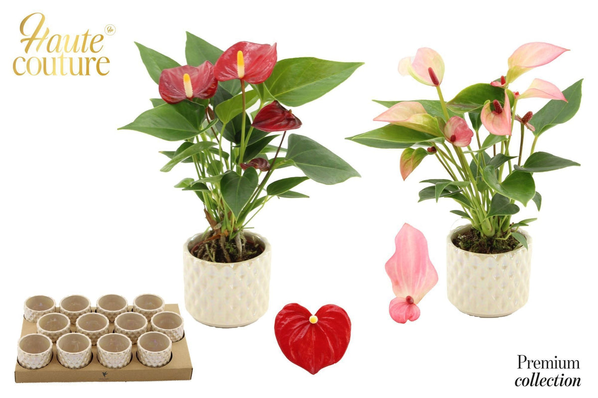 Anthurium mix 18cm 6cm Pot