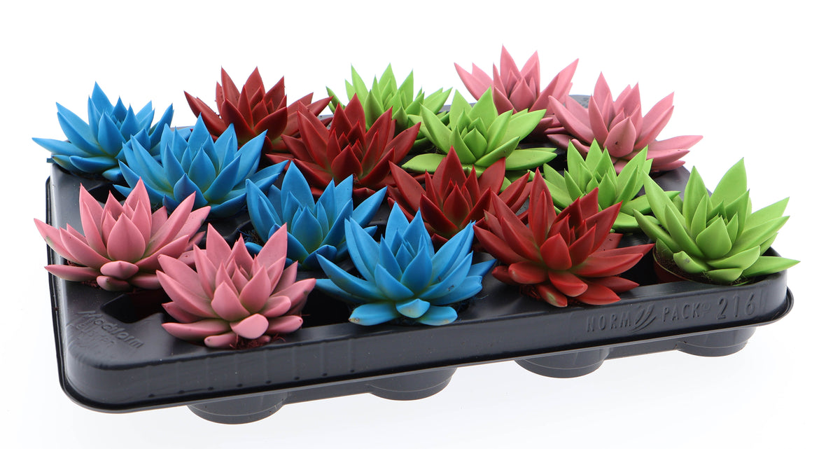 Rainbow mix 8cm 6cm Pot