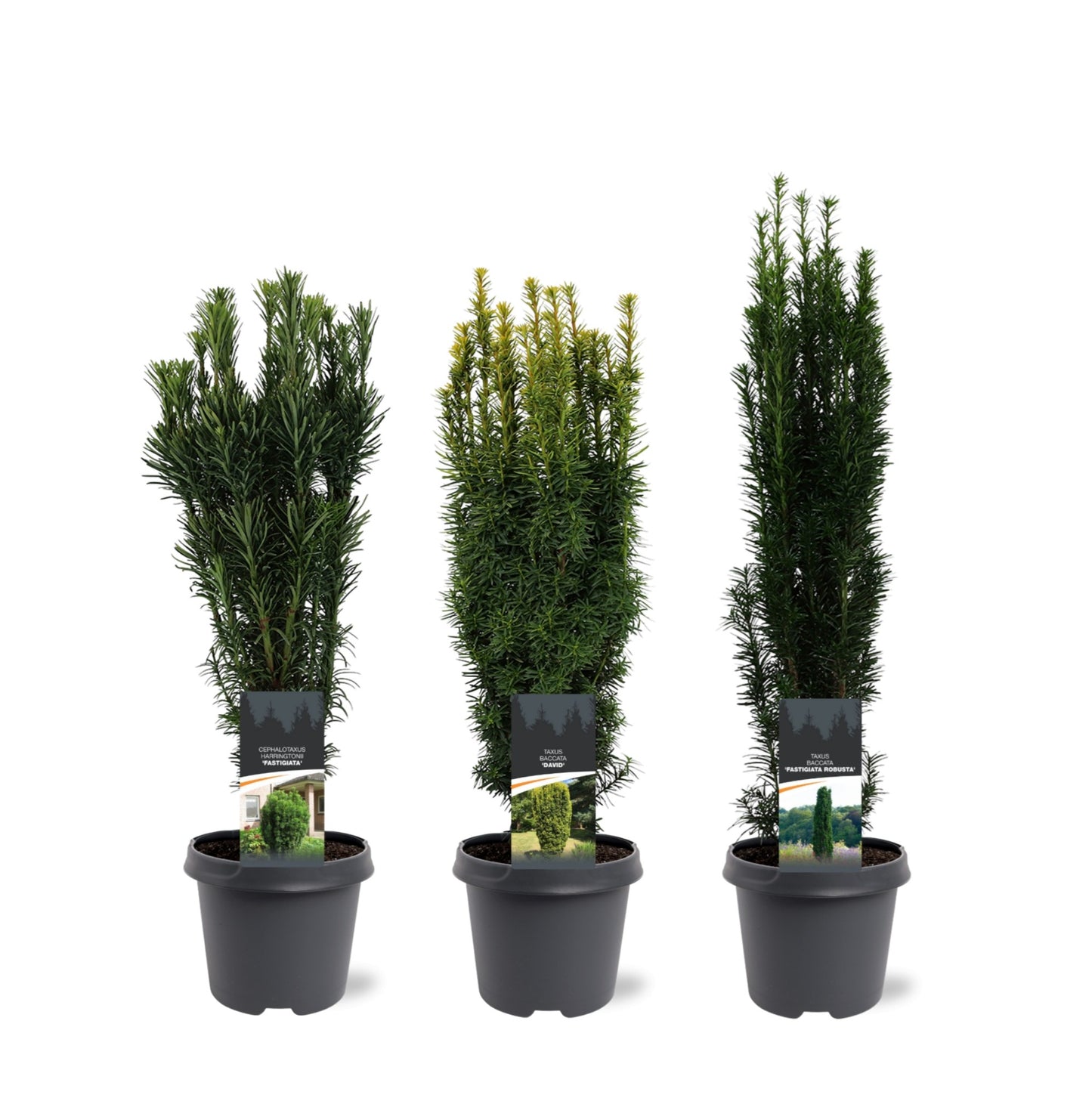 Taxus baccata 50cm 23cm Pot