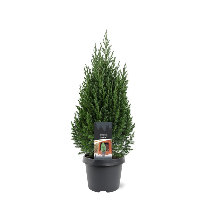 Juniperus Stricta 70cm 19cm Pot