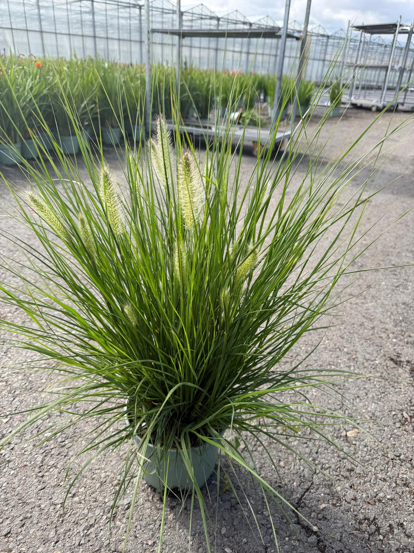 Woudenberg, VOF Gebr. van Pennisetum Hameln Pack of 1