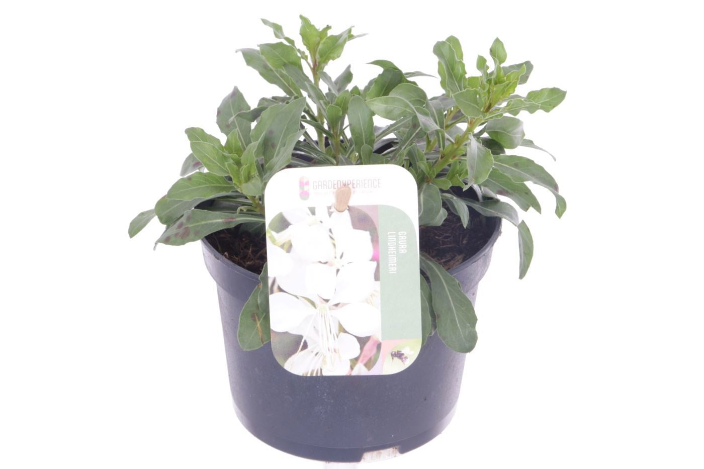 Gaura lindheimeri 20cm 13cm Pot