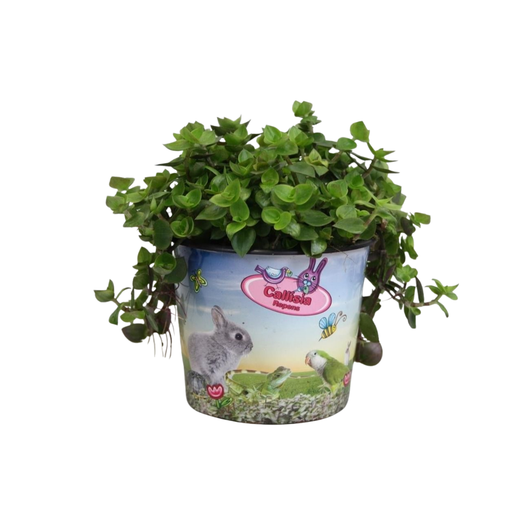 Calissia repens in potcover 17cm 12cm Pot