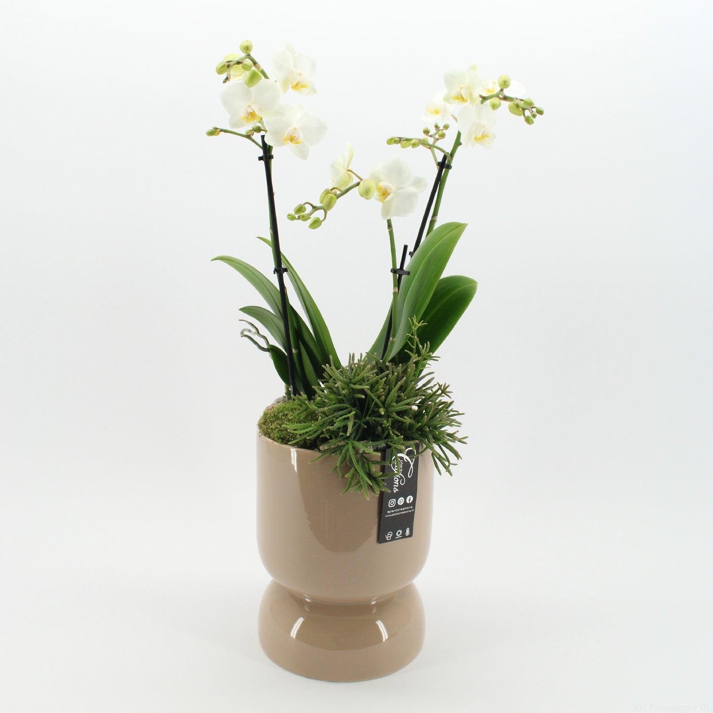 PHAL-2624W Phalaenopsis creatie 65cm 19cm Pot