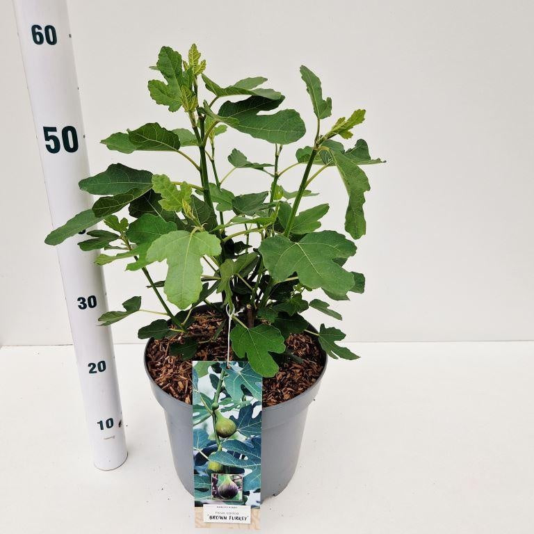 Ficus carica Brown Turkey 55cm 26cm Pot