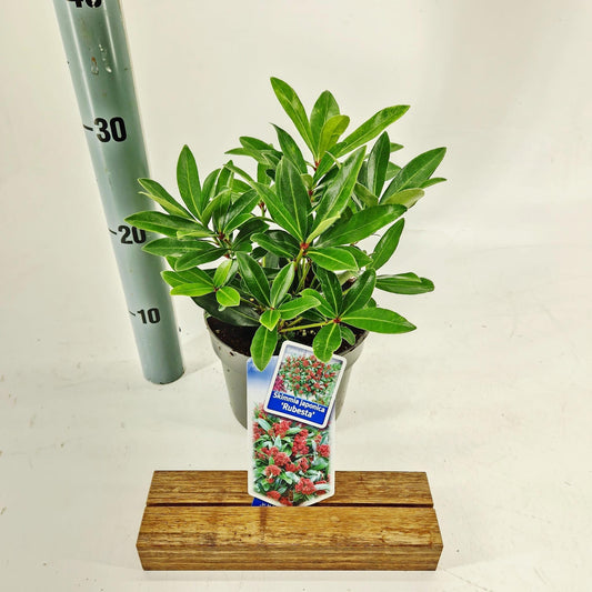 Skimmia japonica Rubesta 30cm 17cm Pot