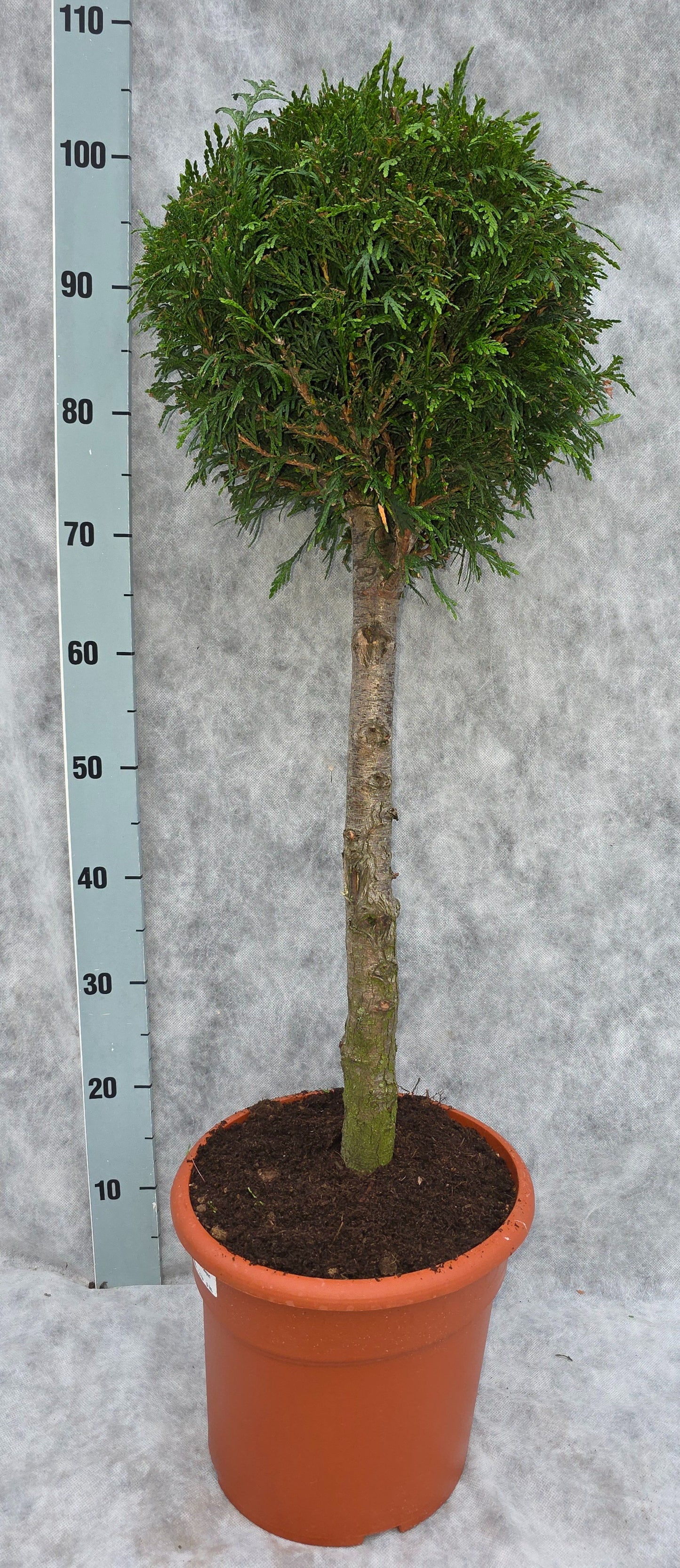 Thuja plicata Excelsa 100cm 26cm Pot