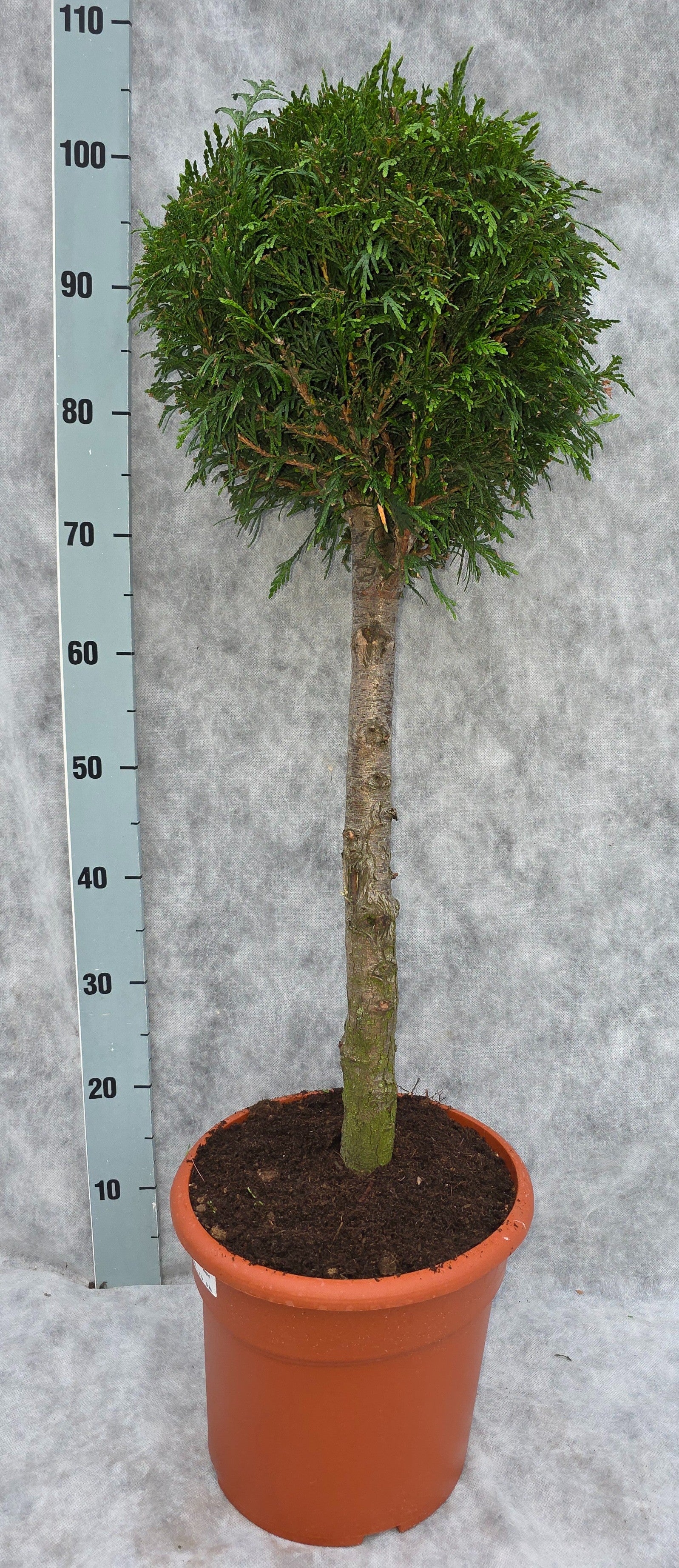 Thuja plicata Excelsa 100cm 26cm Pot