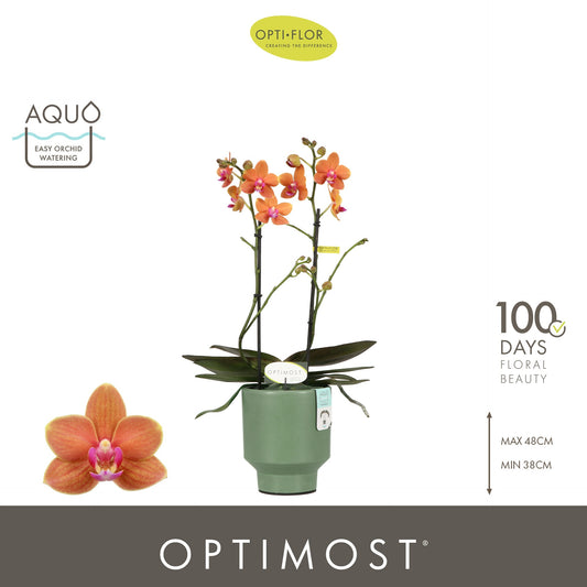 Phalaenopsis Exclusivo Paprika 45cm 12cm Pot