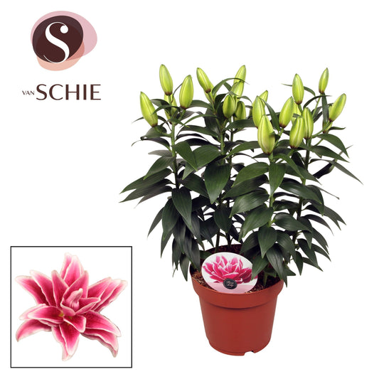 Lilium Roselily Kyra 55cm 19cm Pot