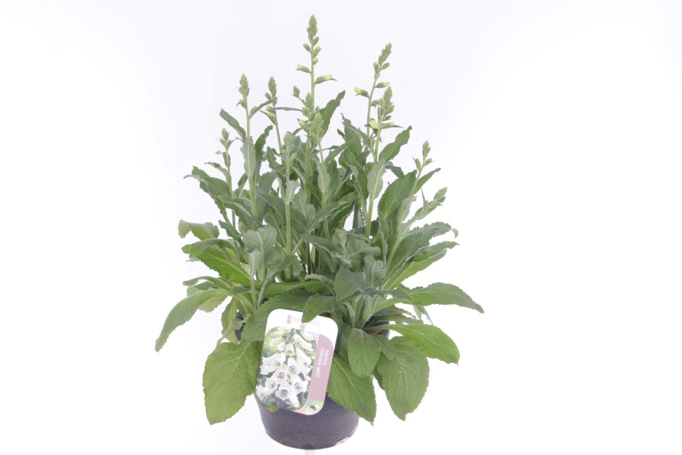 Digitalis pur. Hanabee White 60cm 23cm Pot