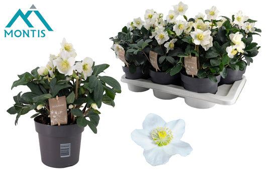 Helleborus niger Christmas Carol 55cm 17cm Pot