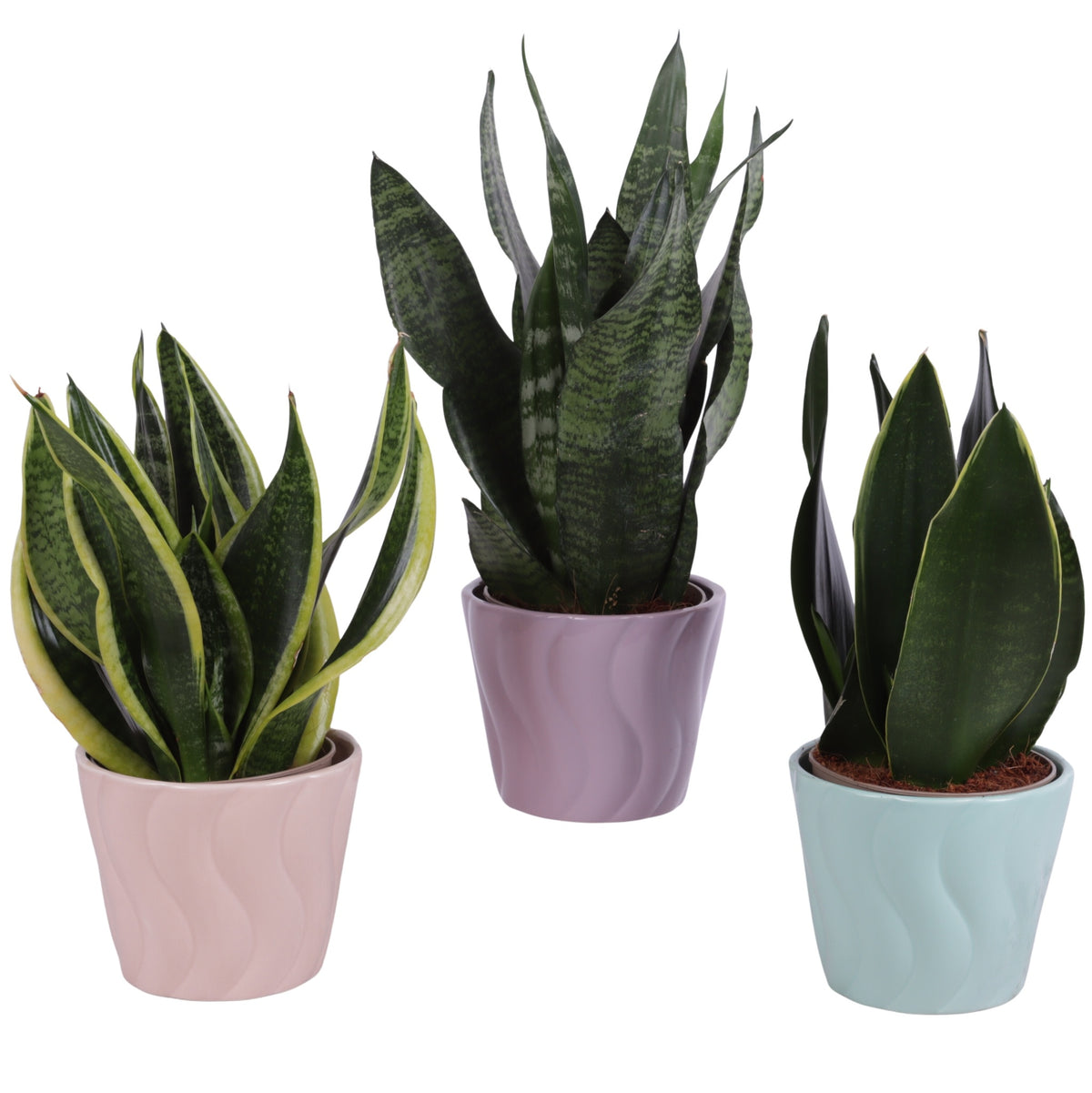 Sansevieria trifasciata 35cm 14cm Pot