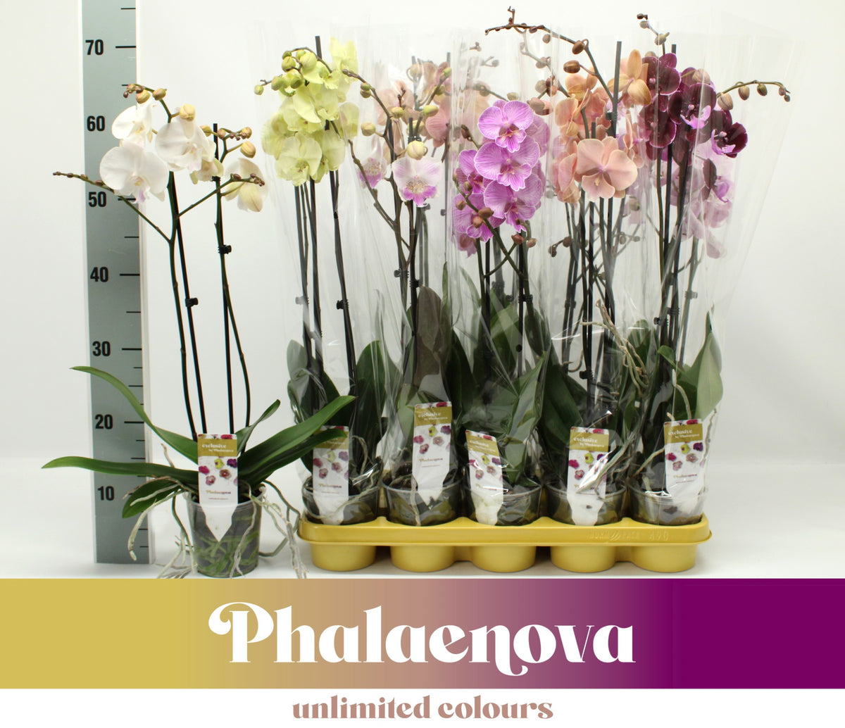 Phalaenopsis mix 10 colors 65cm 12cm Pot