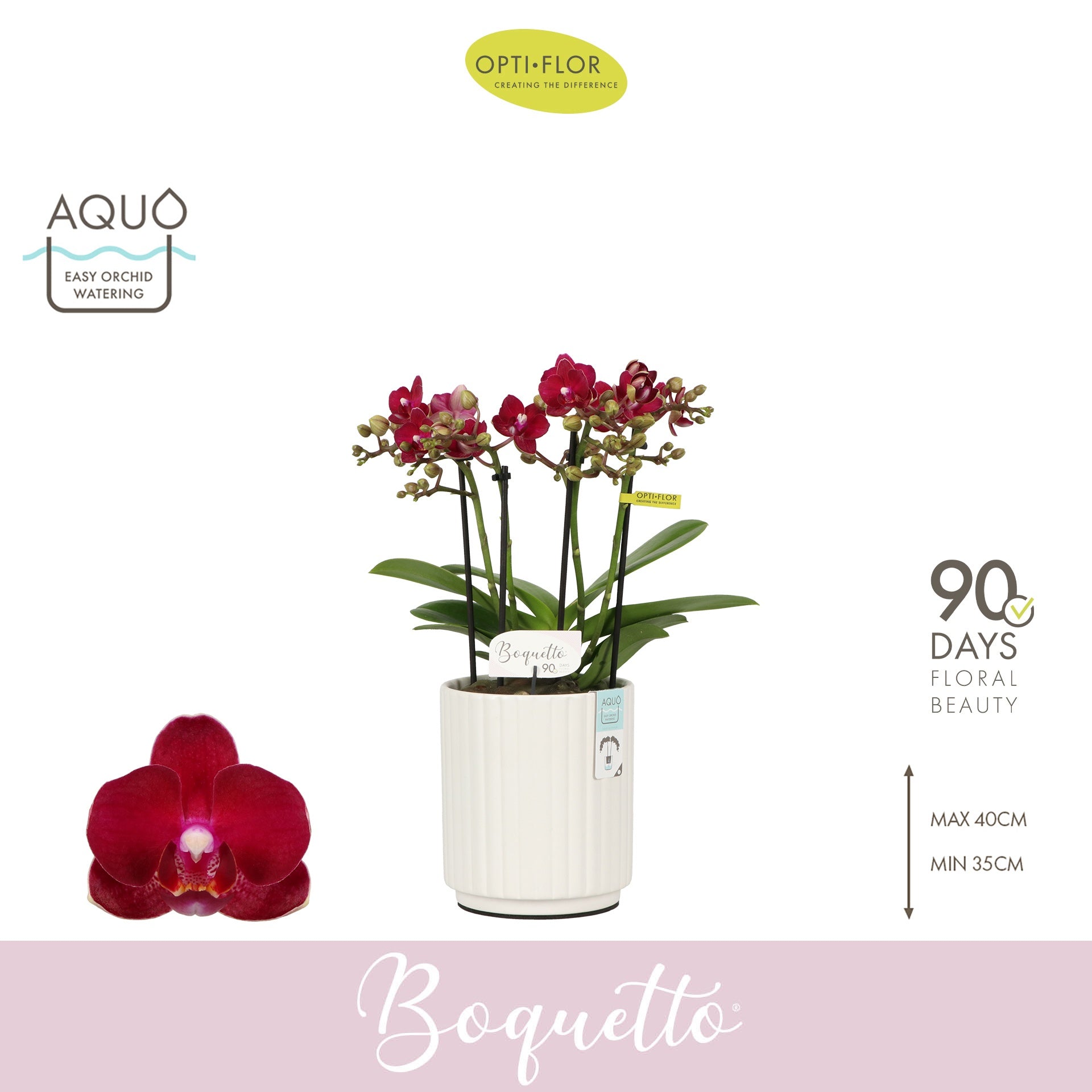 Phalaenopsis red 35cm 12cm Pot