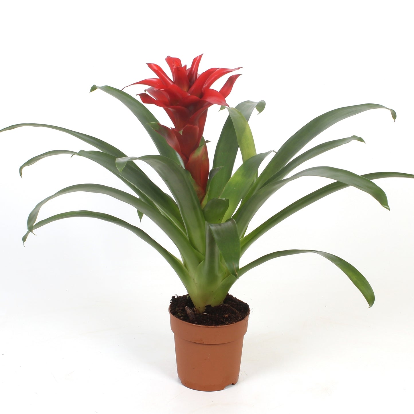 Guzmania Denise 45cm 12cm Pot