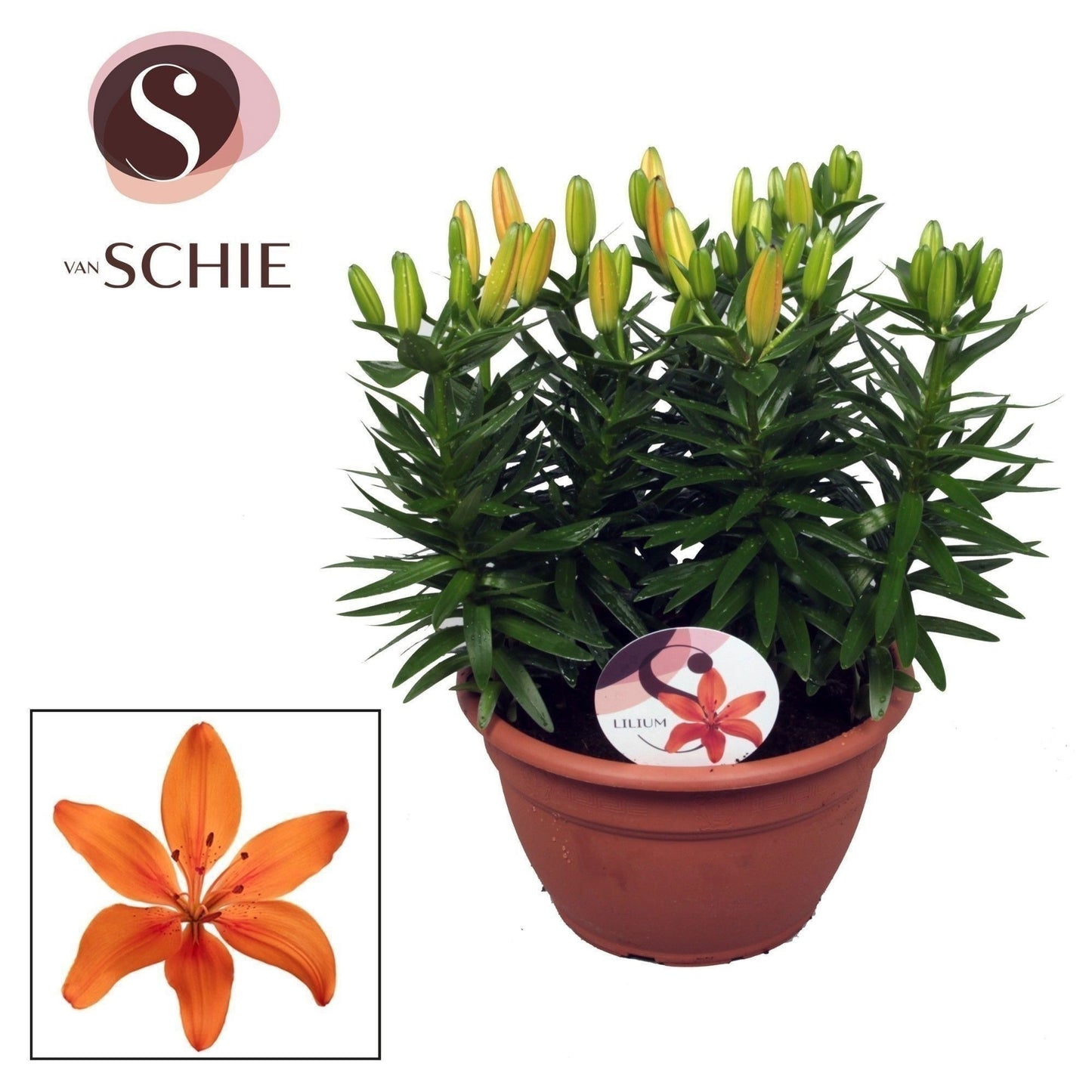 Schie Van Lilium az. Matrix Orange schaal Pack of 1