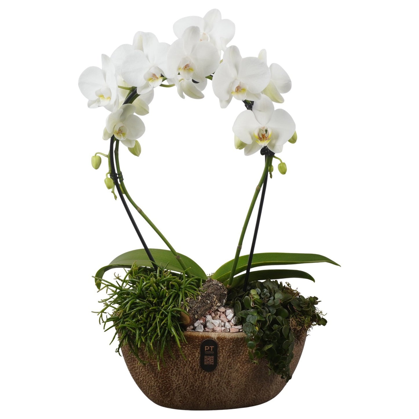 Indoor arrangement 60cm 28cm Pot
