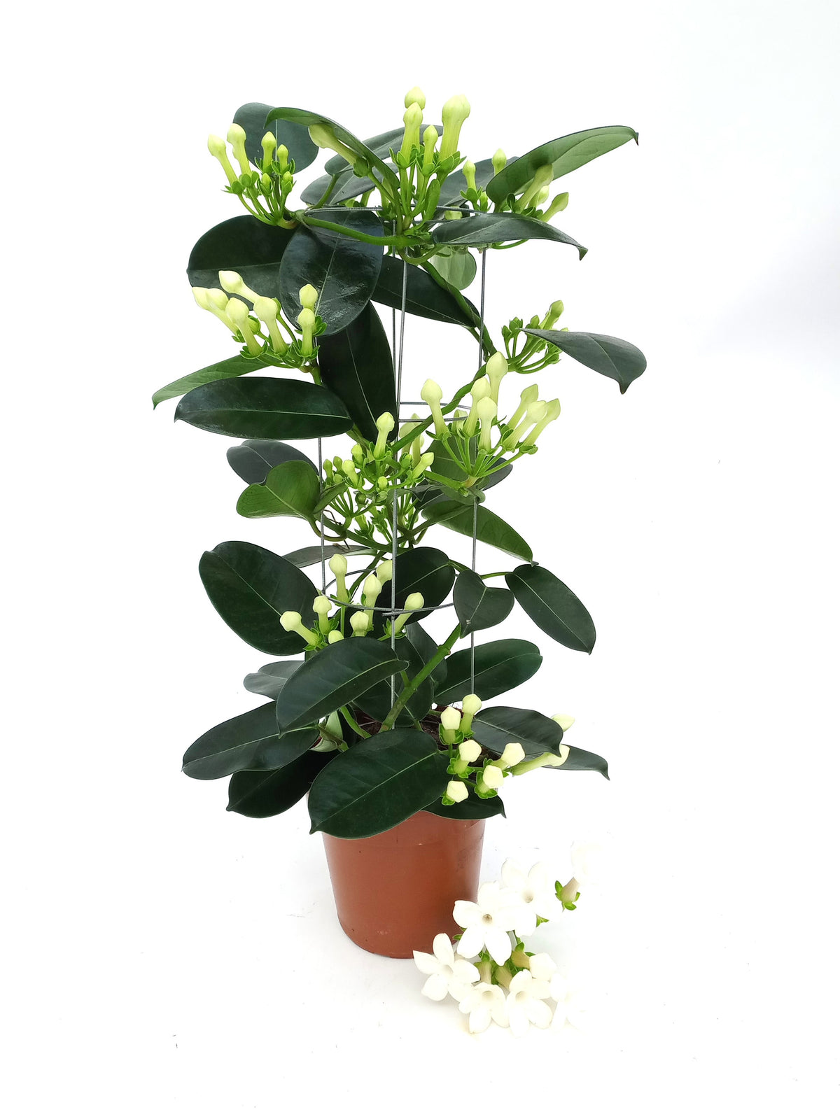 Stephanotis floribunda 45cm 12cm Pot