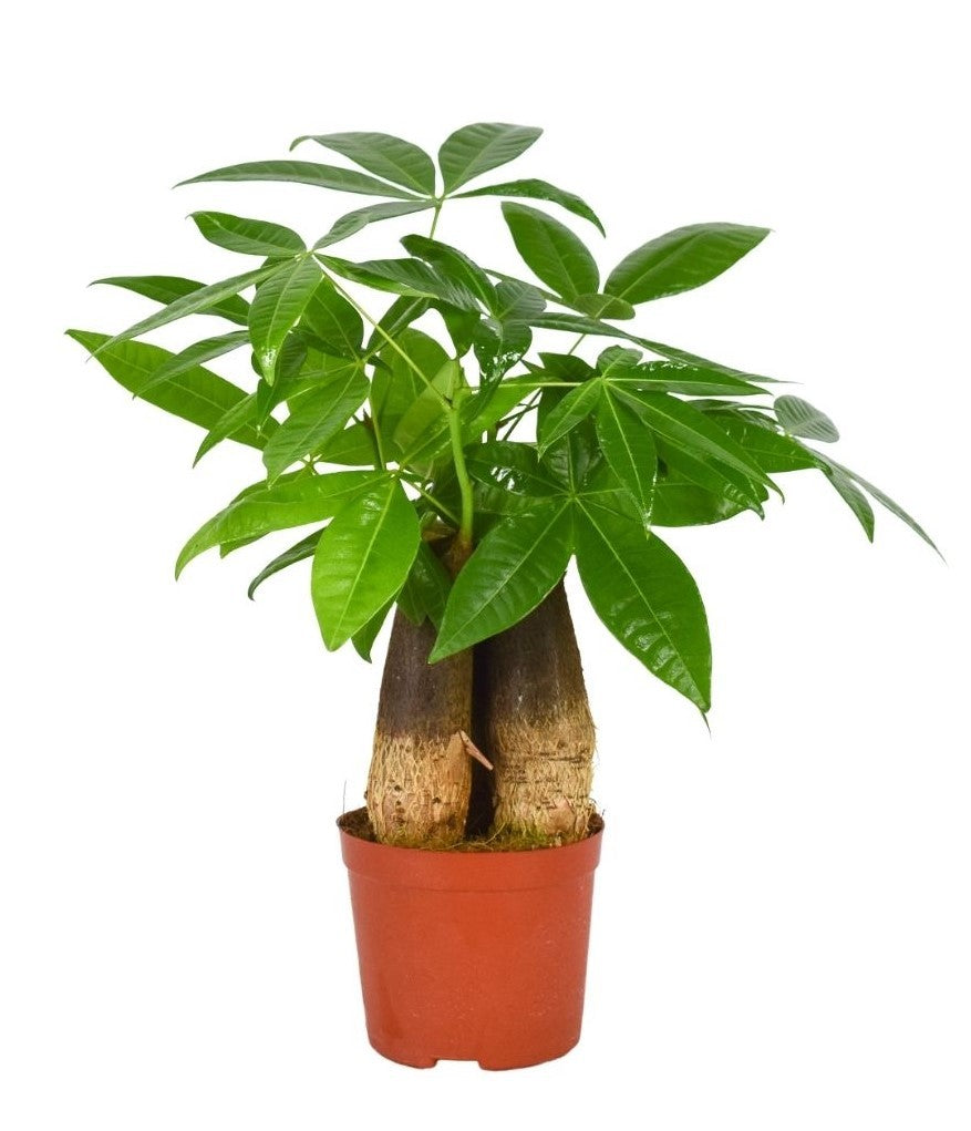 Pachira aquatica 35cm 12cm Pot