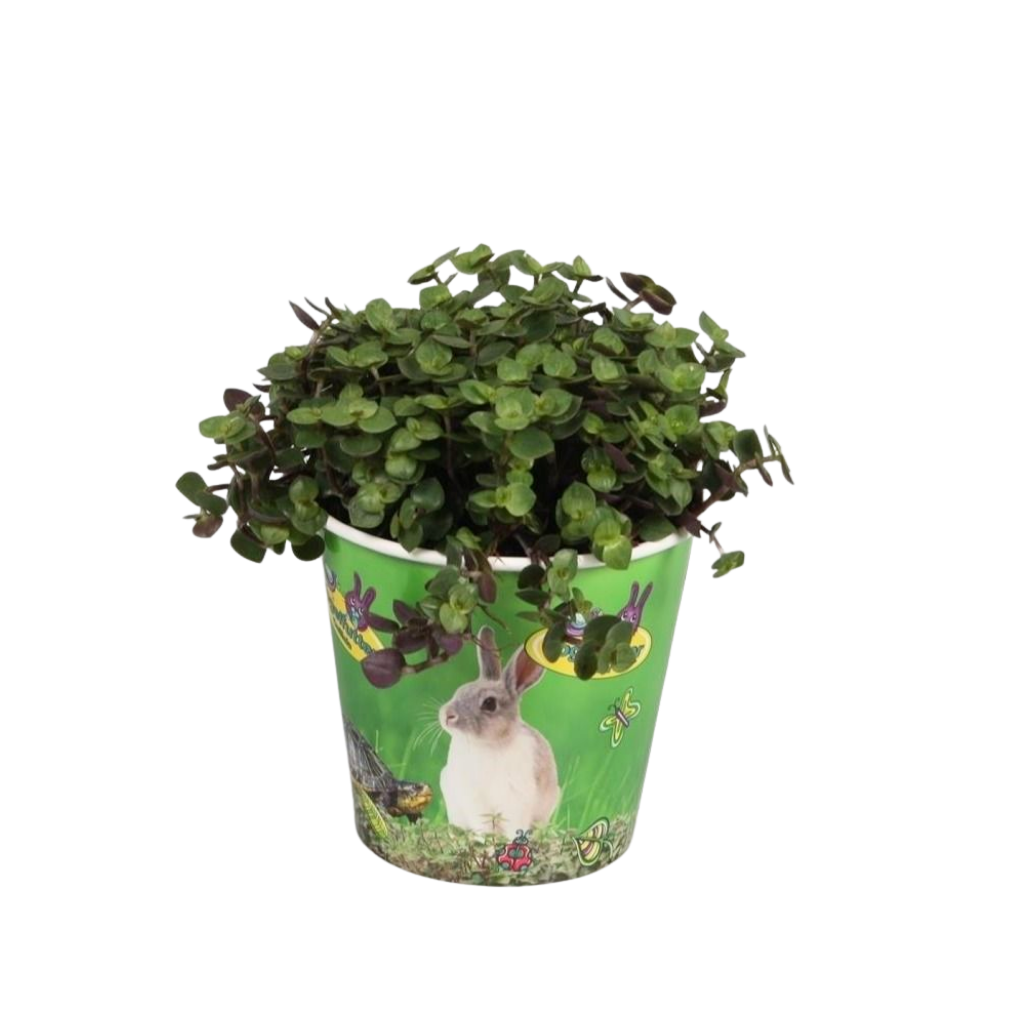 Jongenotter Potpl.kwekerij, Willem Calissia repens in beker Pack of 10