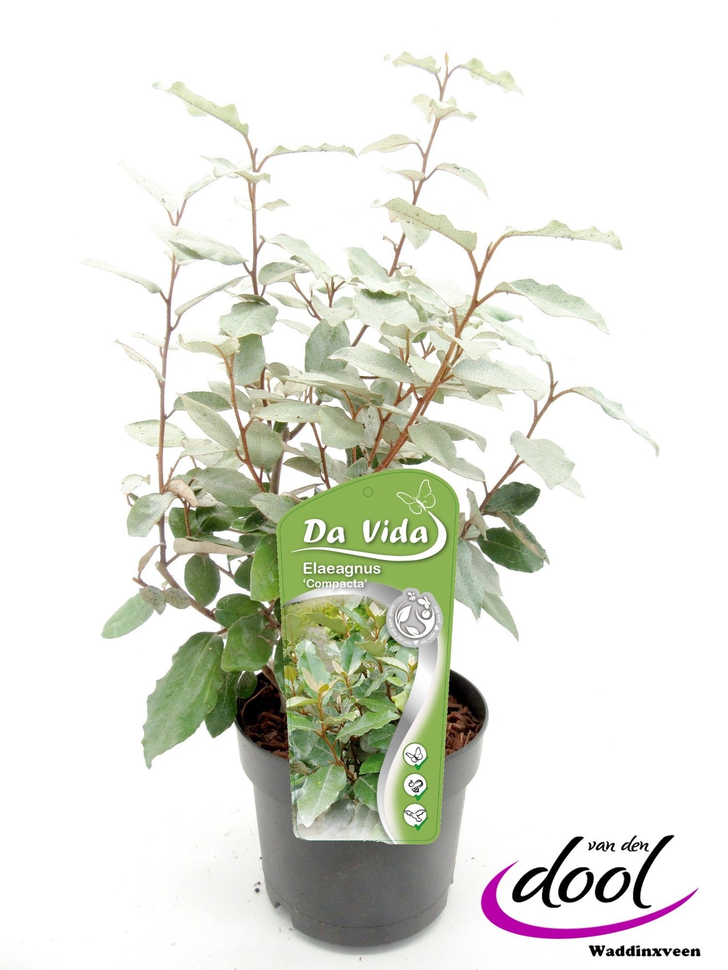 Elaeagnus ebbingei 45cm 19cm Pot