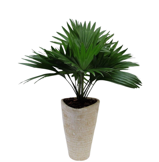 Livistona rotundifolia 45cm 16cm Pot