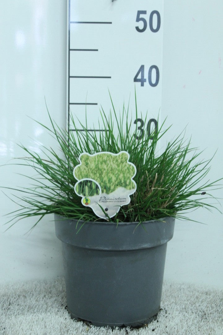 Pennisetum Little Bunny 35cm 23cm Pot