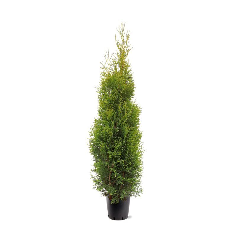 Thuja occidentalis King of Brabant 165cm 28cm Pot