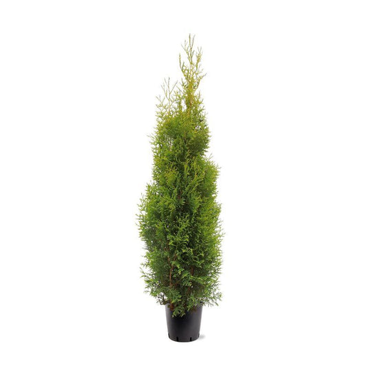 Thuja occidentalis King of Brabant 165cm 28cm Pot