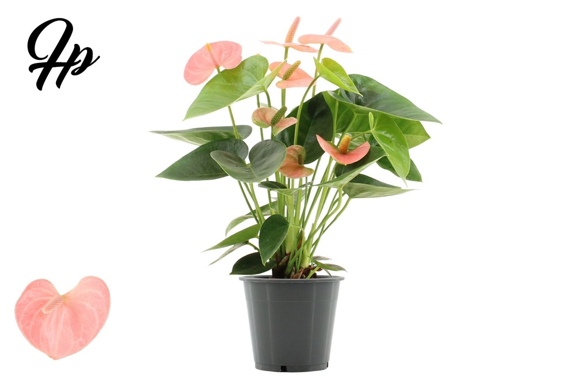 Anthurium Spirit 40cm 12cm Pot