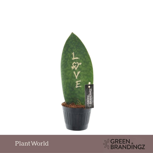 Sansevieria Greenbrandingz love 35cm 10.5cm Pot