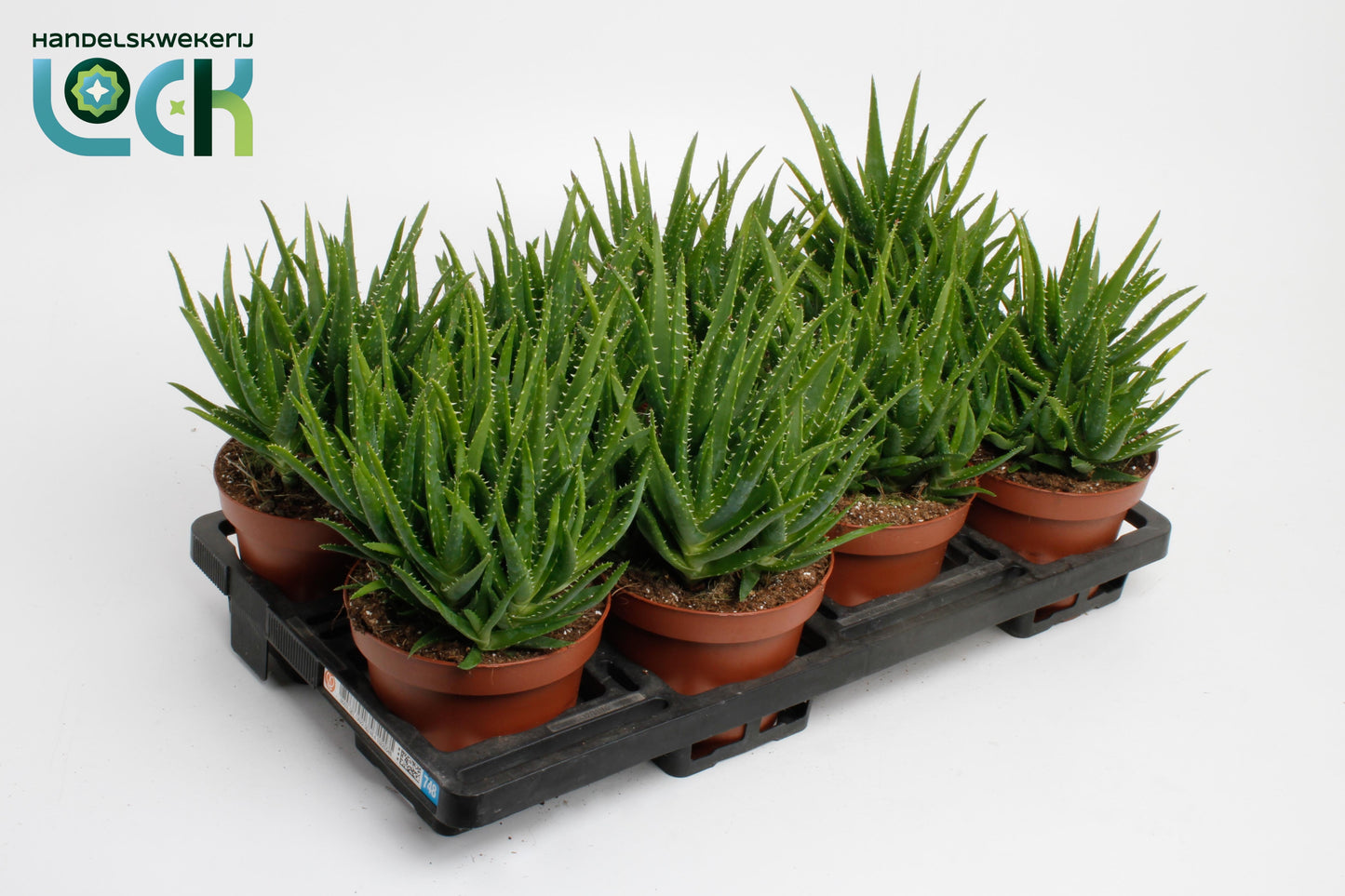 Lock, Handelskwekerij Aloe Vera Verini Pack of 12