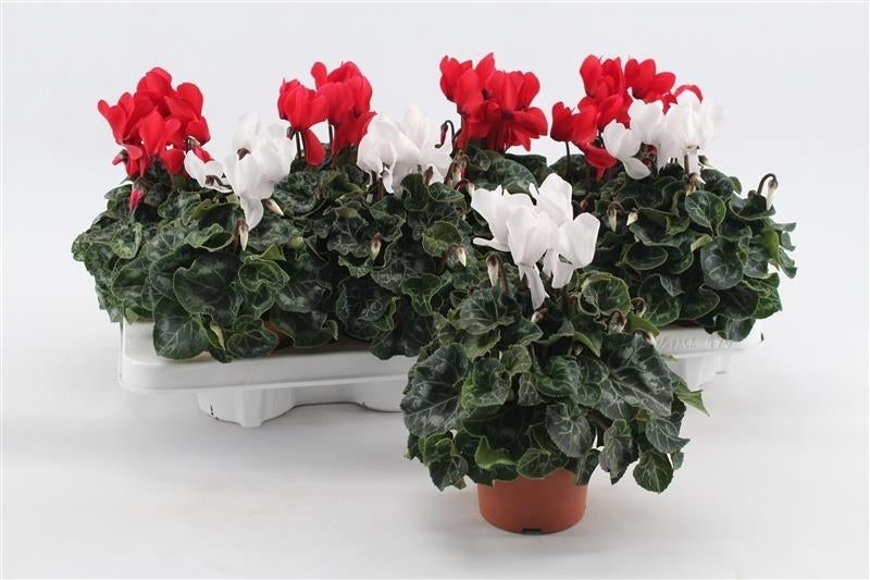 Cyclamen Macro red/white 20cm 10.5cm Pot