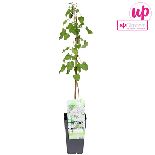 Fallopia aubertii (Russian Vine) 65cm 15cm Pot