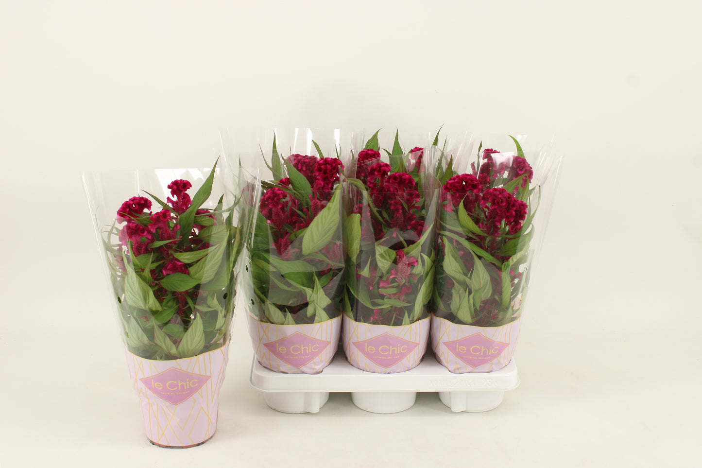 Celosia Twisted Purple 40cm 14cm Pot