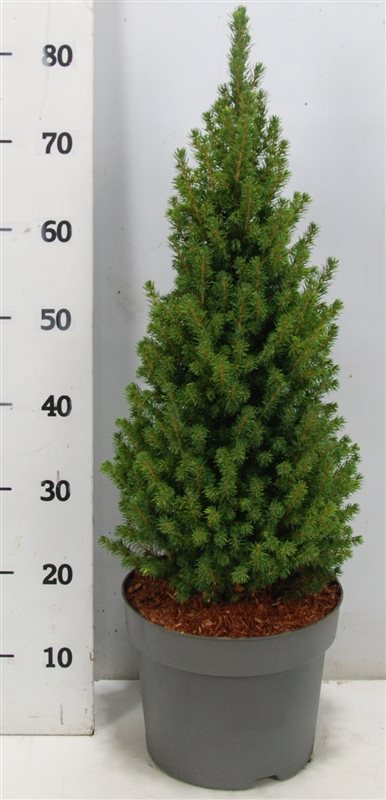 Picea glauca Perfecta 80cm 23cm Pot