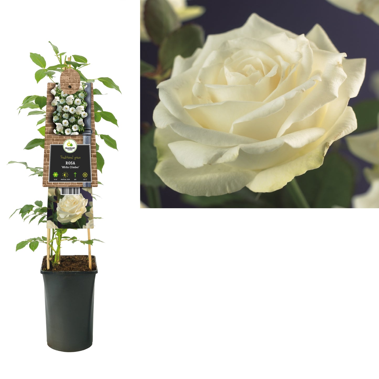 Rosa white Climber 75cm 17cm Pot