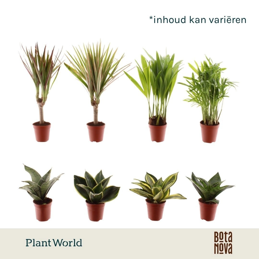 Plantworld Jogrow Tiny Happy Family luxe mix 6-7 soorten Pack of 20