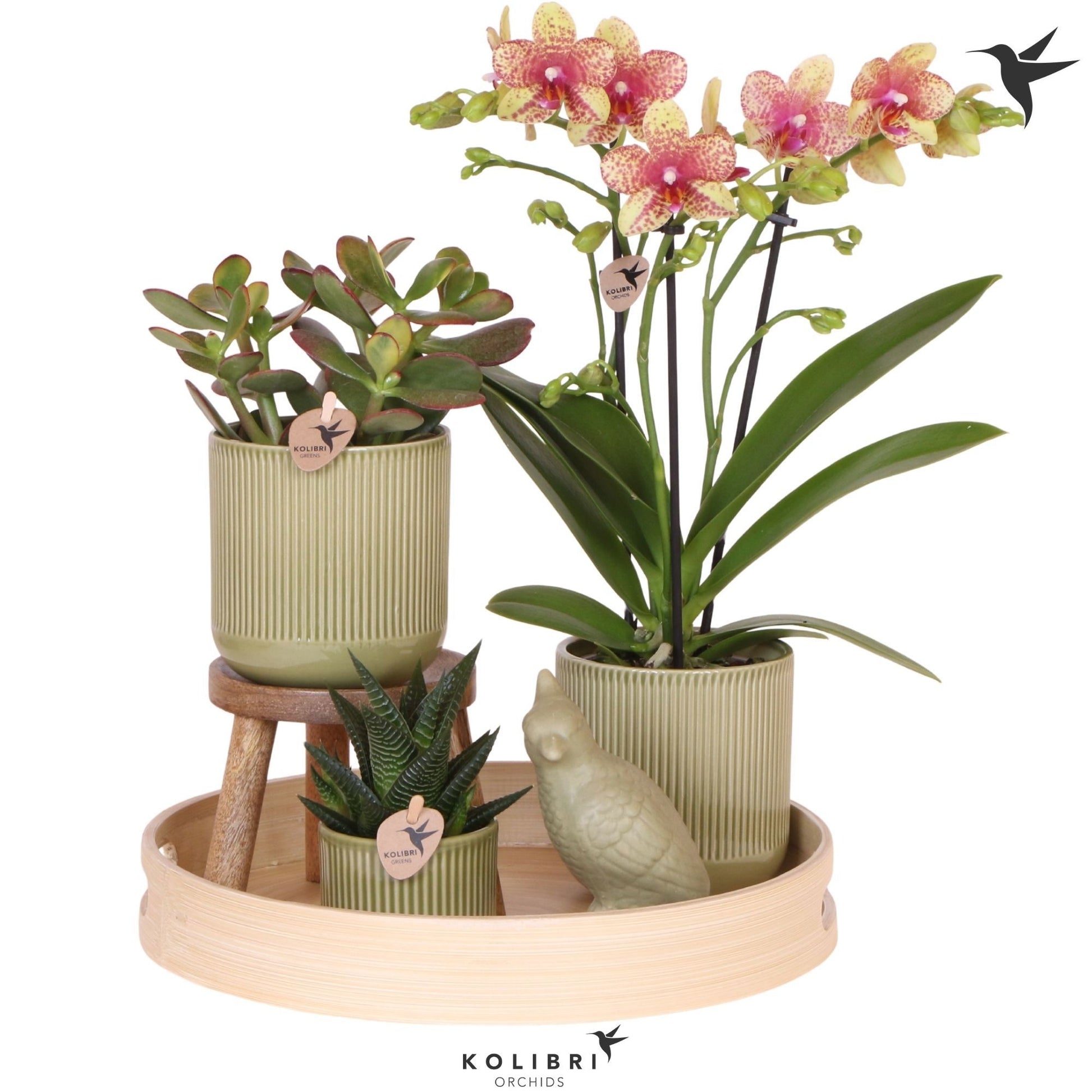 OK Plant Kolibri Gift Set large Bold Seventies Pack of 1