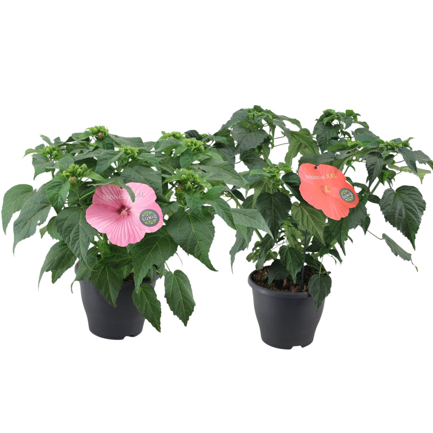 Hibiscus mos. Extreme mix 70cm 23cm Pot
