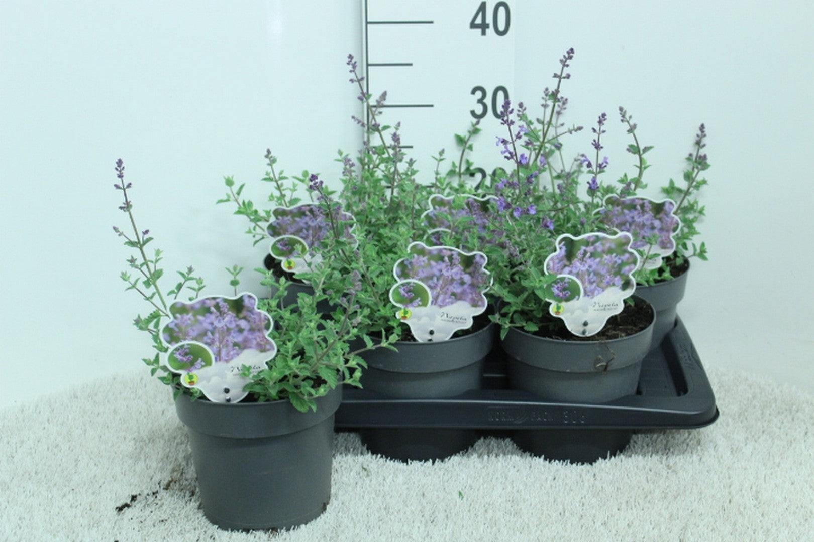 Nepeta faa. Kit Cat 35cm 17cm Pot