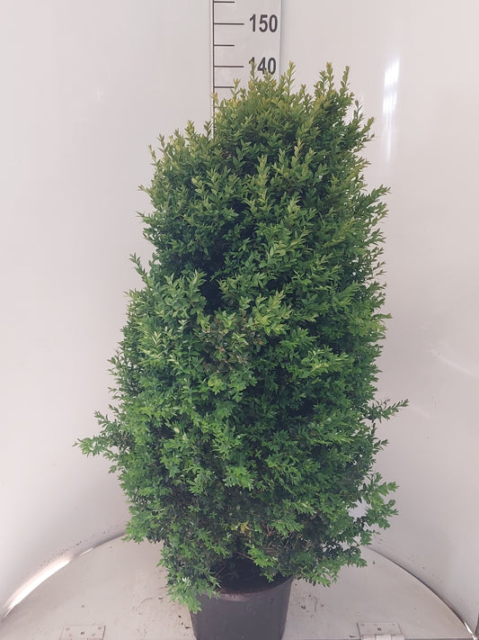 Buxus sempervirens ball 130cm 32cm Pot