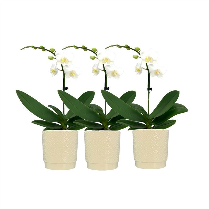 Logico Phalaenopsis multiflora white Pack of 6