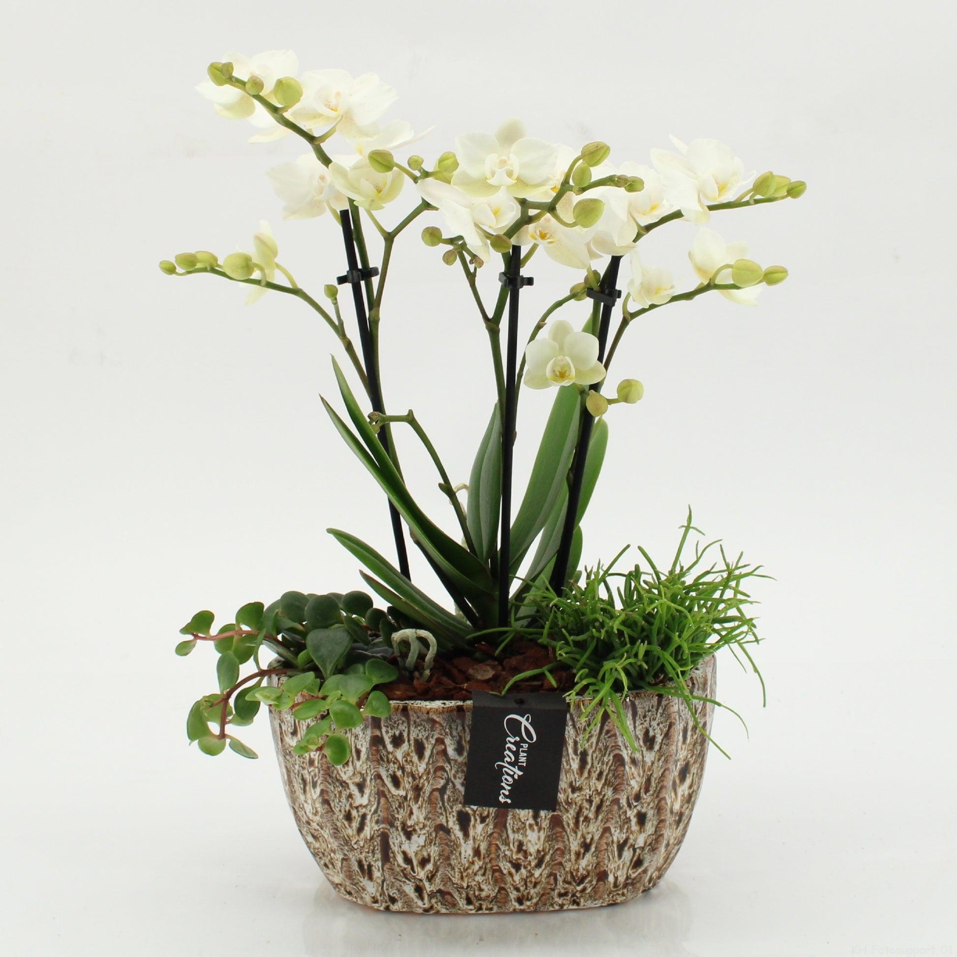 PHAL-2604 Phalaenopsis creatie 45cm 20cm Pot