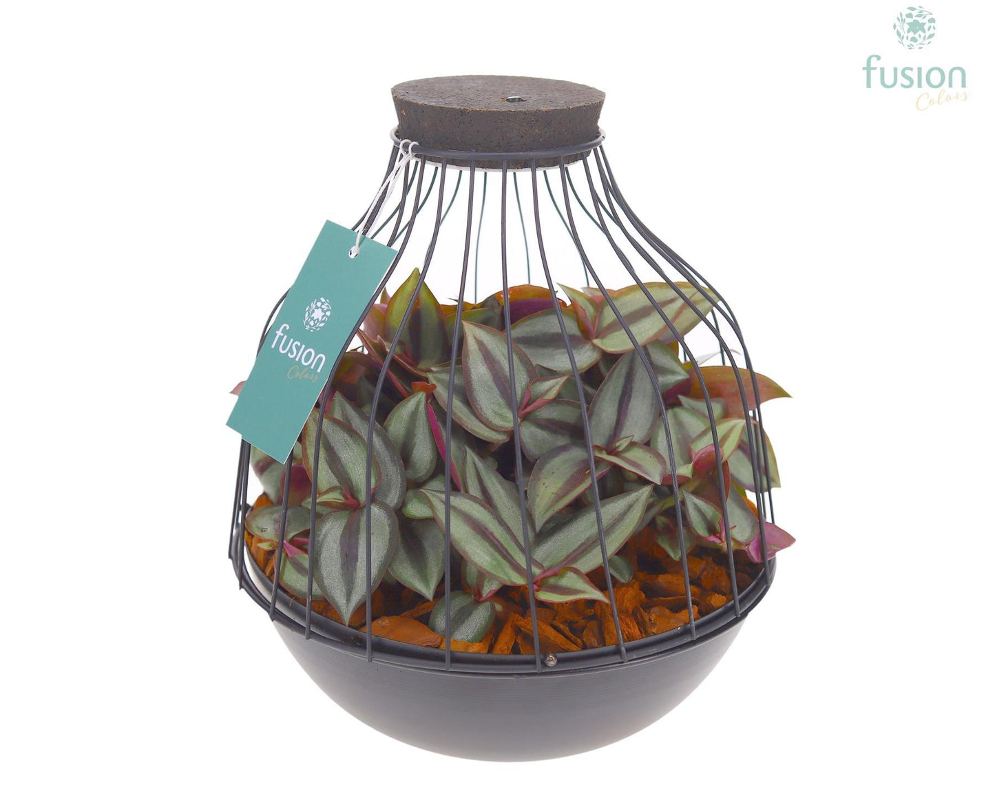 Metaal vogelkooi zwart Large met Tradescantia 25cm 21cm Pot