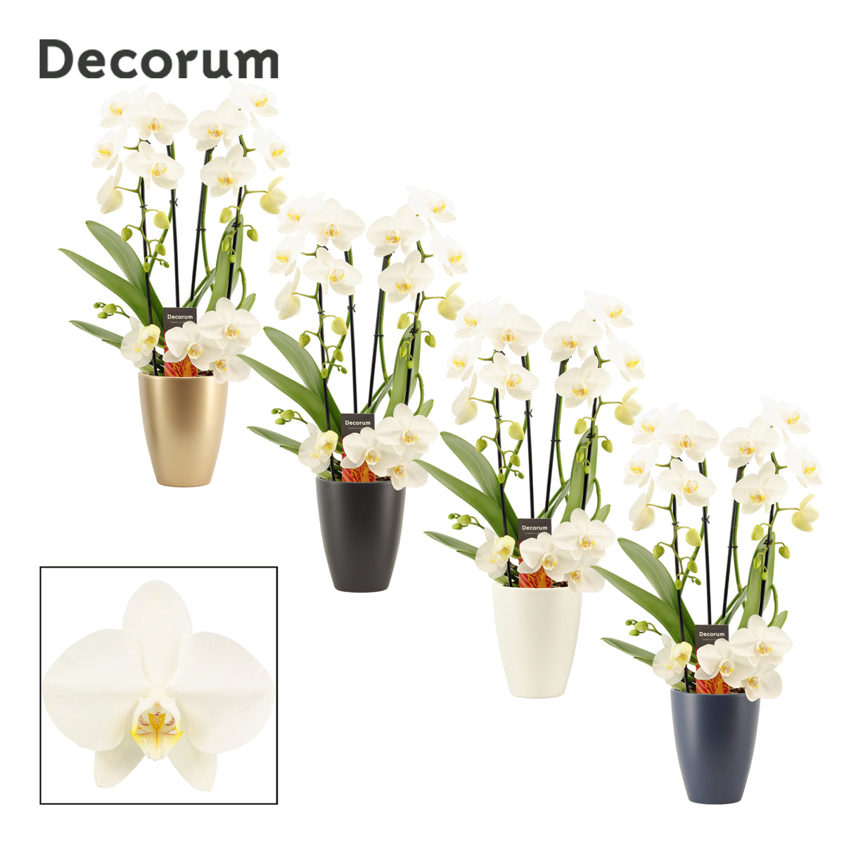 Phalaenopsis white 50cm 12cm Pot