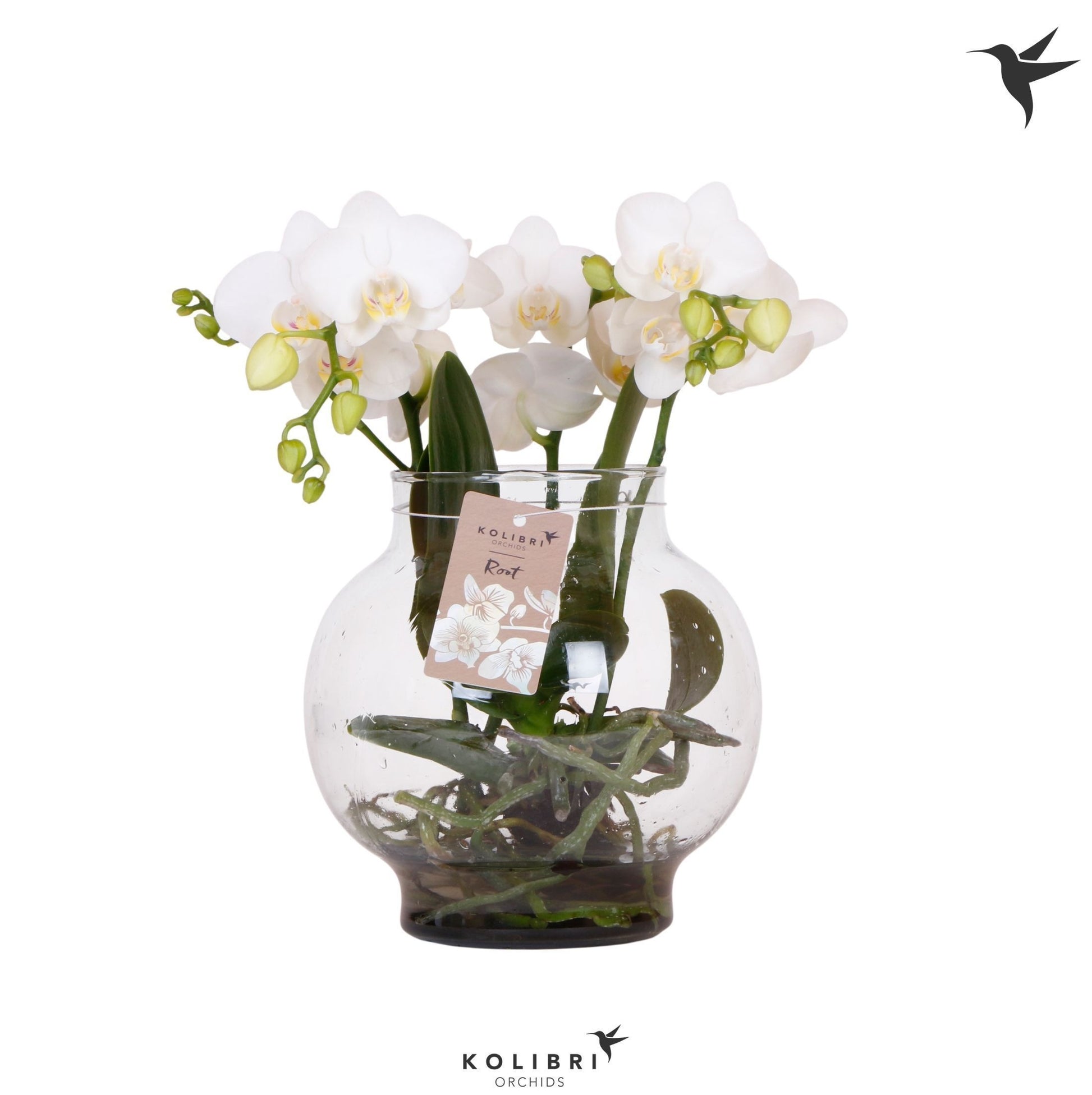Phalaenopsis white 50cm 16cm Pot